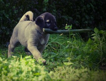 Kangal - 3
