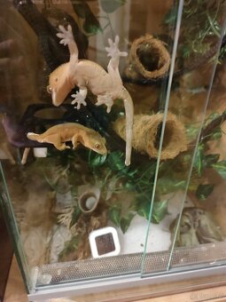 Kronengecko Jungtiere - 3