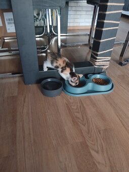 Baby Katze, Kater - 3