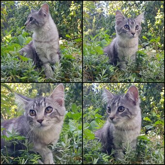 Maine Coon Kitten suchen Herzensplätze - 3