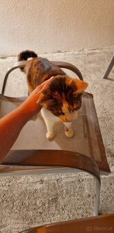 Liebevolle 10 Jährige Katze sucht ein Zuhause - 3