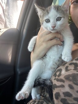 Baby Katzen - 3