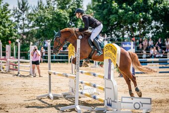 Charakterstarke Welsh-Cob-Stute - 3