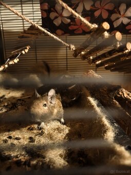 2 süsse Degus 9 Monate alt mit Käfig zu vergeben - 3