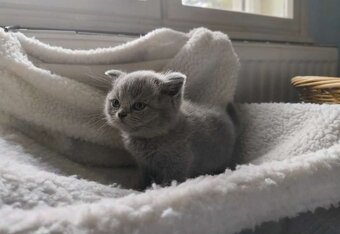 Bkh Kitten - 3