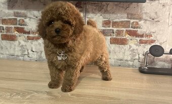 Traumhafter Mini-Toy-Pudel Welpe sucht sein Glück 🐩✨ - 3