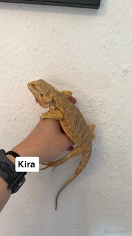 Bartagame Weiblich - 3