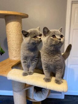 Britisch shorthair--BKH Kitten - 3