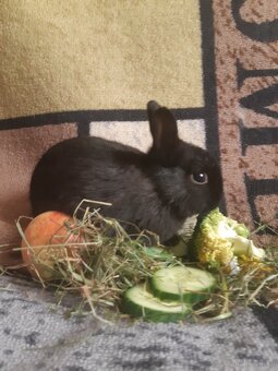 Zwergkaninchen Baby zu vergeben - 3