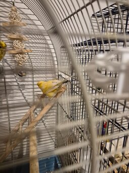 Kanarienvogel Jung - 3