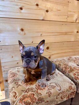 Französischen Bulldoggen Welpen - 3