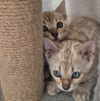 Bengalkitten , katzen mit Stammbaum - 3