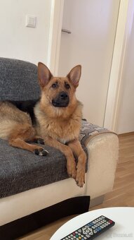 Hund - 3