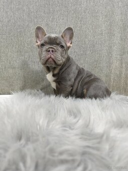 Französischen Bulldog - 3