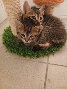 Baby Katzen - 3