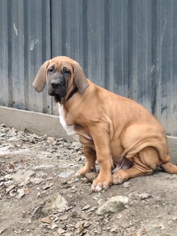 Fila Brasileiro - 3