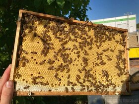 Mittelwände Bienenwachs - Beewax - 3