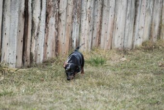 Standard Dackel Hündin sucht neues Traumzuhause - 3