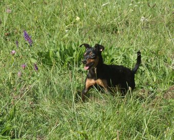 Zwergpinscher Hündin sucht neues Traumzuhause - 3