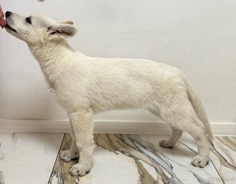 Weißer Schweizer Schäferhund - 3