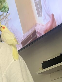 Nymphensittich - 3