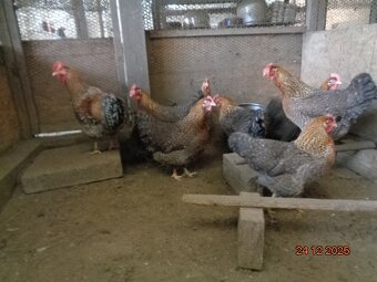 Bruteier Bielefelder kennfarbig - 3