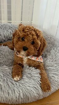 Cavapoo die unglaubliche süße Entstehung zweier toller Rasse - 3