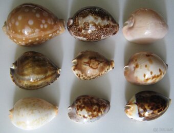 Muschelverkaufsausstellung 28. 3. BRNO - 3