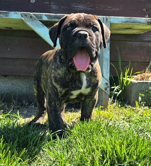 Cane corso mit Stammbaum - 3