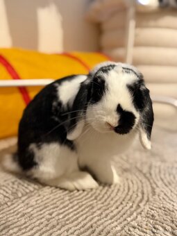 Zwergwidder Kaninchen - 3