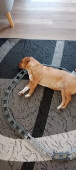 Kleines Dackel Staff Mädchen sucht neues Zuhause - 3