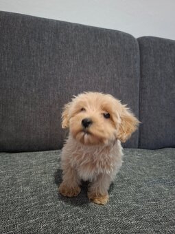 Maltipoo - 3