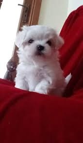 Malteser welpen - 3