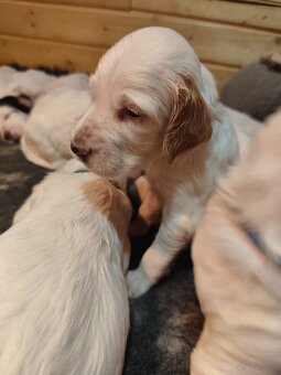 Englische Setter - 3