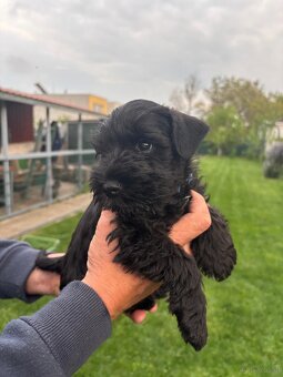 Zwergschnauzer schwarz - 3