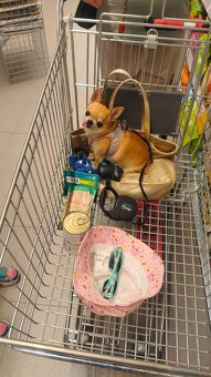 Chihuahua - 3
