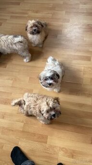 2 zuckersüße Malteser/Shitzu Welpen sichen ein Zuhause - 3