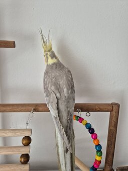 Nymphensittich - 3
