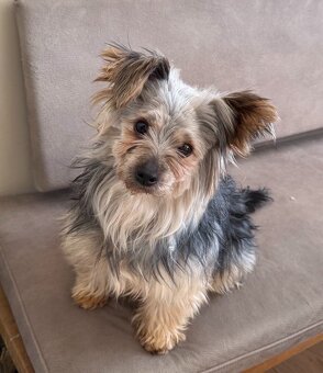 Yorkshire Terrier 4,5 Jahre alt, 4,4 kg - 3