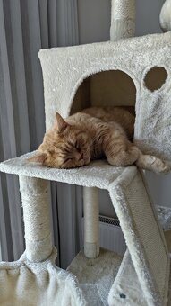 Britisch Kurzhaar Katzen - 3
