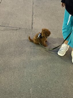 Toy Poodle - 3