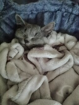 2 Britisch Kurzhaar Katzen (4 & 7 Monate) nur gemeinsam abzu - 3