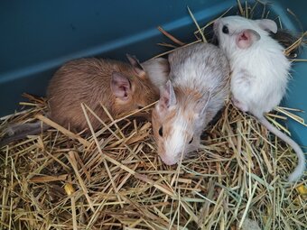 Degus - 3