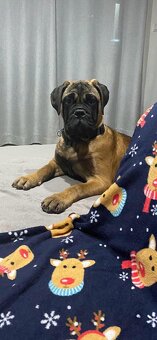 Bullmastiff welpe - 3