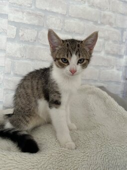 🐾 Zwei Katzenmädchen suchen ein liebevolles Zuhause - 3