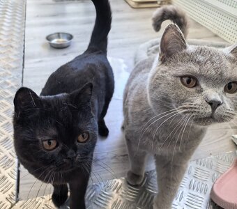 BKH Kater - Notfallabgabe (Katze) - 3