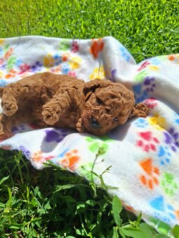 Poodle - 3