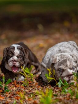 Wunderschöne Englische Bulldoggen Welpen (Blue-Eyed Merle) s - 3