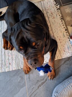 Dexter Rotweiler Zum Abgeben - 3