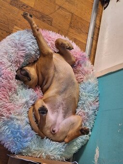 Sisu sucht ein neues zuhause - 3